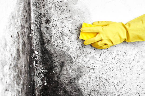 Best Fast Mold Removal  in Michigan City, IN