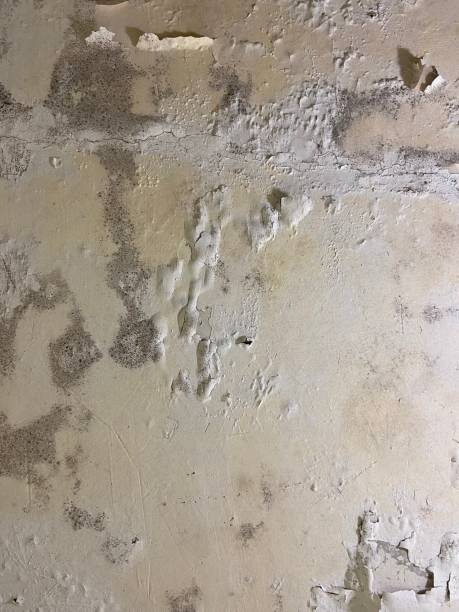 Trusted Michigan City, IN Mold Removal Experts