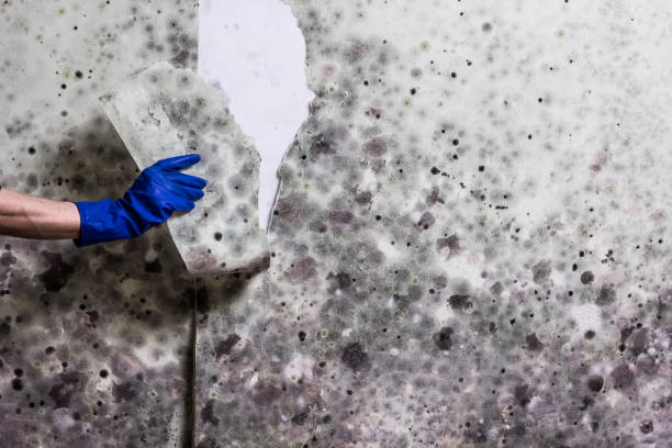 Attic Mold Removal in Michigan City, IN