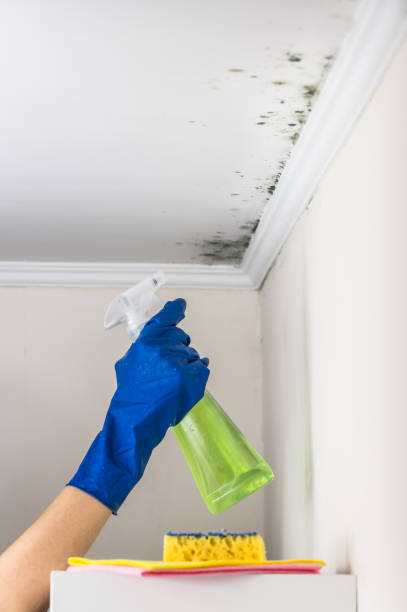 Best Mold Removal Company Near Me  in Michigan City, IN