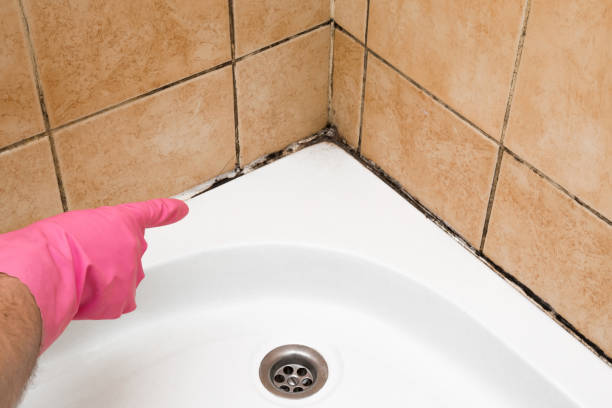 Best Home Mold Removal  in Michigan City, IN